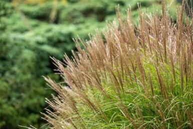 Eulalie Miscanthus sinensis 5-10 pot P9 Miscanthus sinensis