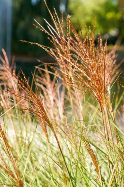 Eulalie Miscanthus sinensis 'Red Chief' 5-10 pot P9 Miscanthus sinensis 'Red Chief'