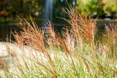 Eulalie Miscanthus sinensis 'Red Chief' 5-10 pot P9 Miscanthus sinensis 'Red Chief'