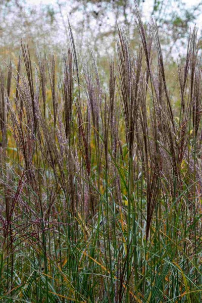 Eulalie Miscanthus sinensis 'Yaku Jima' 5-10 pot P9 Miscanthus sinensis 'Yaku Jima'