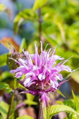 Bergamote Monarda fistulosa 'Croftway Pink' 5-10 pot P9 Monarda fistulosa 'Croftway Pink'