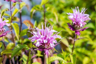 Bergamote Monarda fistulosa 'Croftway Pink' 5-10 pot P9 Monarda fistulosa 'Croftway Pink'