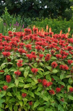 Monarde écarlate Monarda fistulosa 'Jacob Cline' 5-10 pot P9 Monarda fistulosa 'Jacob Cline'