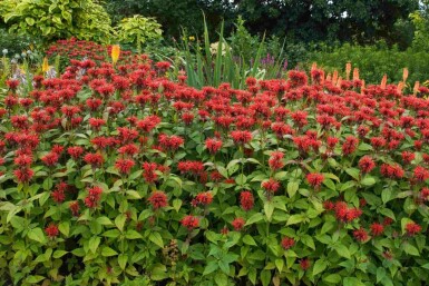 Monarde écarlate Monarda fistulosa 'Jacob Cline' 5-10 pot P9 Monarda fistulosa 'Jacob Cline'