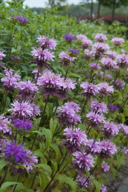 Bergamote sauvage Monarda fistulosa 'Prärienacht' 5-10 pot P9 Monarda fistulosa 'Prärienacht'