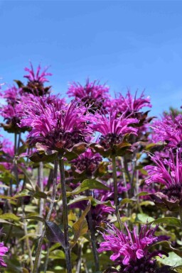 Monarde Monarda fistulosa 'Scorpion' 5-10 pot P9 Monarda fistulosa 'Scorpion'