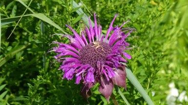 Monarde Monarda fistulosa 'Scorpion' 5-10 pot P9 Monarda fistulosa 'Scorpion'