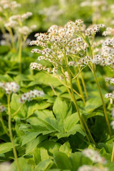 Mukdenia Mukdenia rossii 5-10 pot P9 Mukdenia rossii