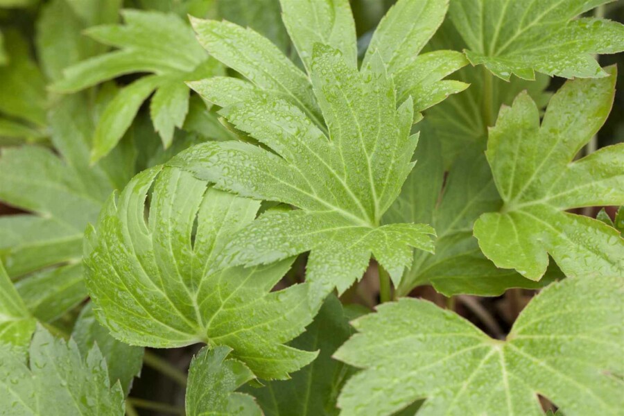 Mukdenia Mukdenia rossii 5-10 pot P9 Mukdenia rossii