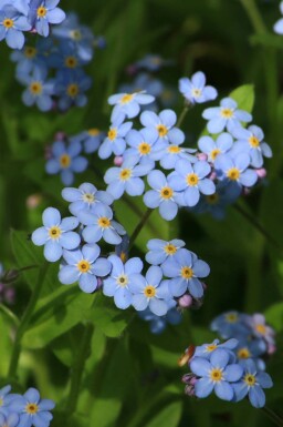 Myosotis des marais Myosotis palustris 5-10 pot P9 Myosotis palustris