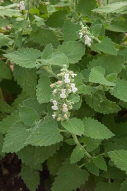 Cataire Nepeta cataria 5-10 pot P9 Nepeta cataria