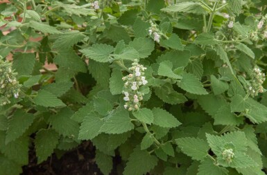 Cataire Nepeta cataria 5-10 pot P9 Nepeta cataria