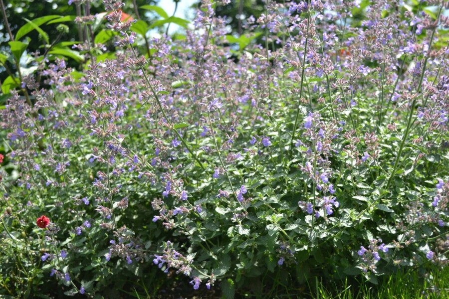 Cataire Nepeta faassenii 'Dropmore' 5-10 pot P9 Nepeta faassenii 'Dropmore'