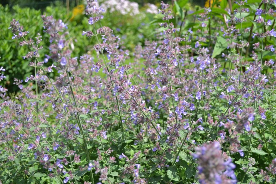 Cataire Nepeta faassenii 'Dropmore' 5-10 pot P9 Nepeta faassenii 'Dropmore'