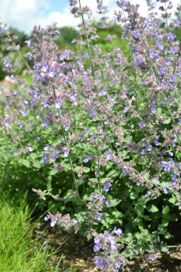 Cataire Nepeta faassenii 'Dropmore' 5-10 pot P9 Nepeta faassenii 'Dropmore'