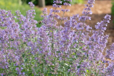 Nepeta de faassen Nepeta faassenii 'Grol' 5-10 pot P9 Nepeta faassenii 'Grol'