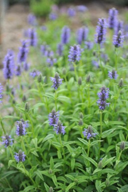 Menthe des chats Nepeta nervosa 5-10 pot P9 Nepeta nervosa