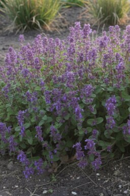 Cataire Nepeta racemosa 'Grog' 5-10 pot P9 Nepeta racemosa 'Grog'
