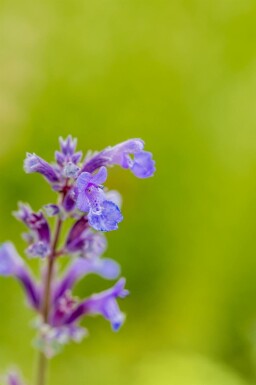 Herbe à chat Nepeta faassenii 'Senior' 5-10 pot P9 Nepeta faassenii 'Senior'