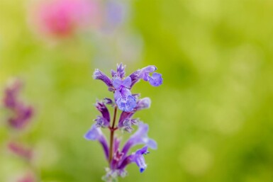 Herbe à chat Nepeta faassenii 'Senior' 5-10 pot P9 Nepeta faassenii 'Senior'