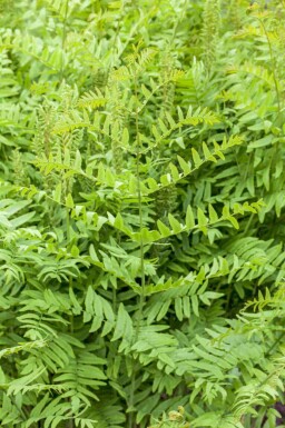 Fougère royale Osmunda regalis 5-10 pot P9 Osmunda regalis