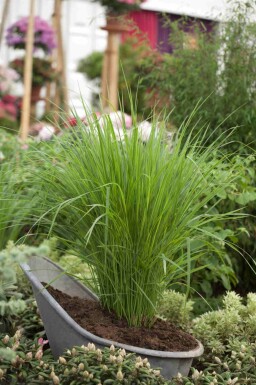 Panic effilé Panicum virgatum 'Northwind' 5-10 pot P9 Panicum virgatum 'Northwind'