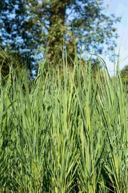 Panic effilé Panicum virgatum 'Northwind' 5-10 pot P9 Panicum virgatum 'Northwind'