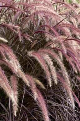 Herbe aux écouvillons Pennisetum advena 'Rubrum' 5-10 pot P9 Pennisetum advena 'Rubrum'
