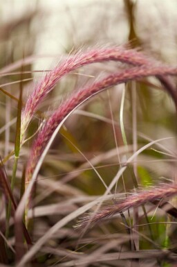 Herbe aux écouvillons Pennisetum advena 'Rubrum' 5-10 pot P9 Pennisetum advena 'Rubrum'