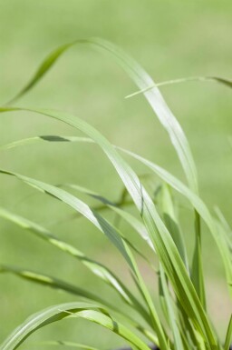 Pennisetum des jardins Pennisetum alopecuroides 'Viridescens' 5-10 pot P9 Pennisetum alopecuroides 'Viridescens'