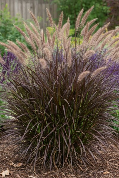 Herbe aux écouvillons Pennisetum advena 'Summer Samba' 5-10 pot P9 Pennisetum advena 'Summer Samba'