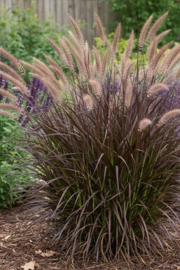 Herbe aux écouvillons Pennisetum advena 'Summer Samba' 5-10 pot P9 Pennisetum advena 'Summer Samba'