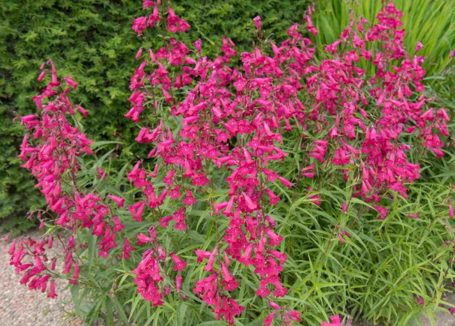Galane Penstemon hartwegii 'Andenken an Friedrich Hahn' 5-10 pot P9 Penstemon hartwegii 'Andenken an Friedrich Hahn'