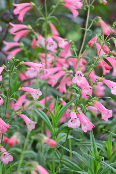 Penstemon à floraison rose clair Penstemon hartwegii 'Apple Blossom' 5-10 pot P9 Penstemon hartwegii 'Apple Blossom'