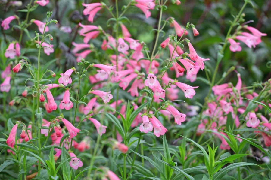 Penstemon à floraison rose clair Penstemon hartwegii 'Apple Blossom' 5-10 pot P9 Penstemon hartwegii 'Apple Blossom'