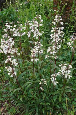 Penstémon Penstemon digitalis 'Husker Red' 5-10 pot P9 Penstemon digitalis 'Husker Red'