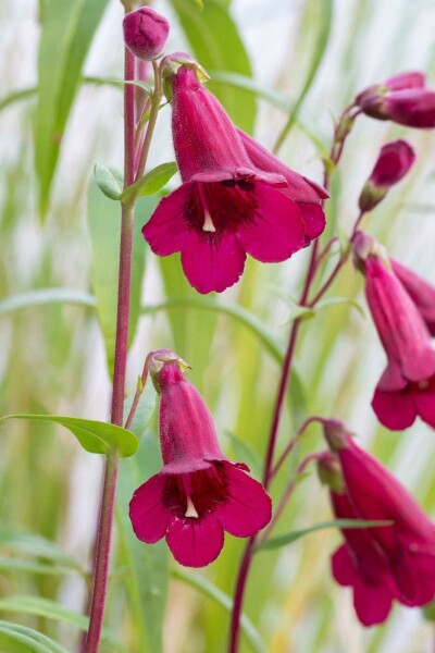 Penstemon rouge rubis Penstemon 'Rich Ruby' 5-10 pot P9 Penstemon 'Rich Ruby'