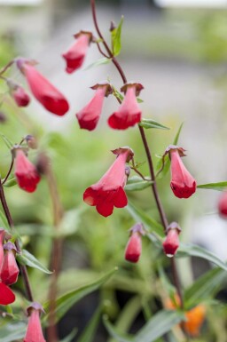 Galane Penstemon hartwegii 'Paul Schönholzer' 5-10 pot P9 Penstemon hartwegii 'Paul Schönholzer'