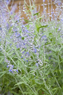 Sauge d'Afghanistan Perovskia atriplicifolia 'Lacey Blue' 5-10 pot P9 Perovskia atriplicifolia 'Lacey Blue'