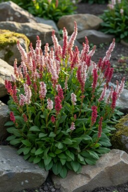 Renouée rampante Persicaria affinis 'Kabouter' 5-10 pot P9 Persicaria affinis 'Kabouter'