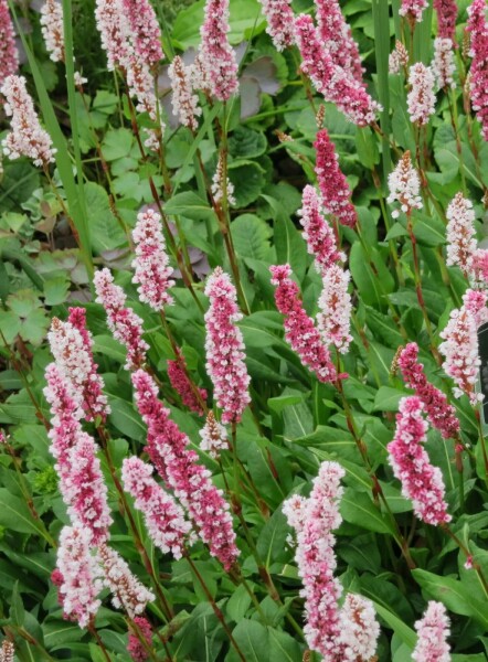 Renouée des montagnes Persicaria affinis 5-10 pot P9 Persicaria affinis