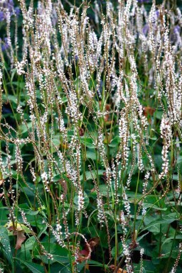 Renouée blanche Persicaria amplexicaulis 'Alba' 5-10 pot P9 Persicaria amplexicaulis 'Alba'