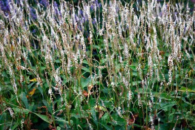 Renouée blanche Persicaria amplexicaulis 'Alba' 5-10 pot P9 Persicaria amplexicaulis 'Alba'