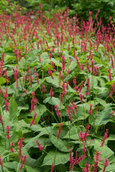 Persicaire amplexicaule Persicaria amplexicaulis 'Blackfield' 5-10 pot P9 Persicaria amplexicaulis 'Blackfield'