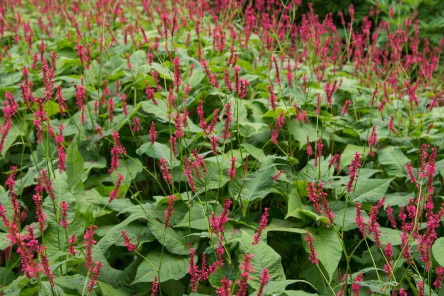 Persicaire amplexicaule Persicaria amplexicaulis 'Blackfield' 5-10 pot P9 Persicaria amplexicaulis 'Blackfield'