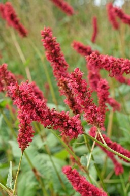 Persicaire amplexicaule Persicaria amplexicaulis 'Fat Domino' 5-10 pot P9 Persicaria amplexicaulis 'Fat Domino'