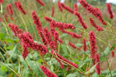 Persicaire amplexicaule Persicaria amplexicaulis 'Fat Domino' 5-10 pot P9 Persicaria amplexicaulis 'Fat Domino'