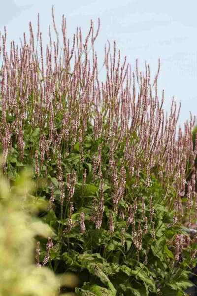 Persicaire amplexicaule Persicaria amplexicaulis 'Pink Elephant' 5-10 pot P9 Persicaria amplexicaulis 'Pink Elephant'