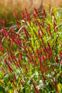 Persicaire amplexicaule Persicaria amplexicaulis 'Taurus' 5-10 pot P9 Persicaria amplexicaulis 'Taurus'