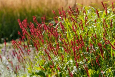 Persicaire amplexicaule Persicaria amplexicaulis 'Taurus' 5-10 pot P9 Persicaria amplexicaulis 'Taurus'